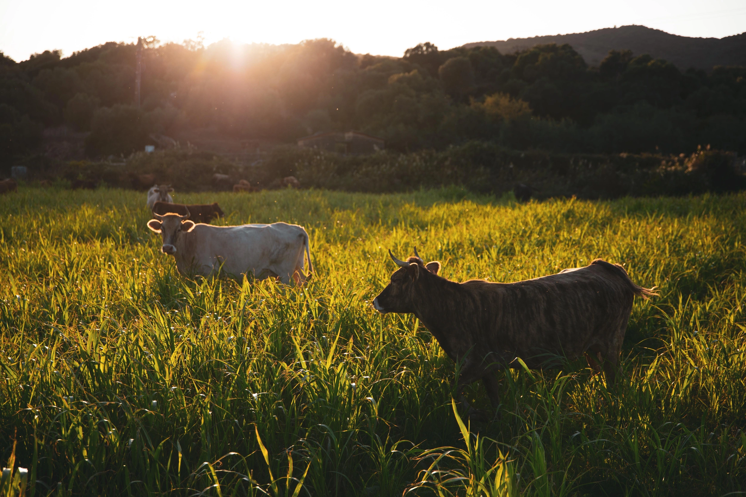 Les carnets de Julie