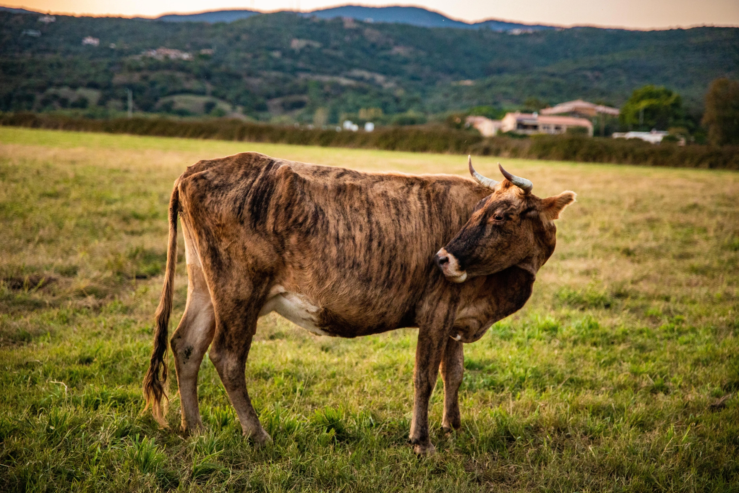 Faut-il arrêter de manger les animaux